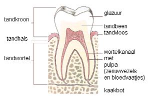 anatomie